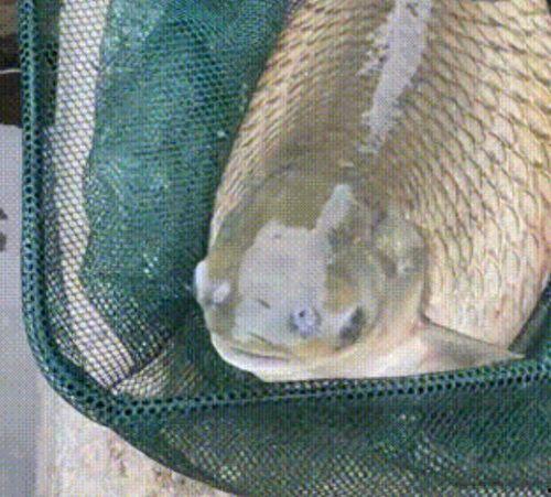 养草鱼爆料视频,养草鱼爆料视频深度解析  第3张